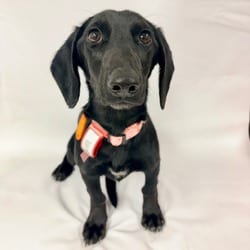 Photo of 1169 (2026) Caviar, adoptable Dachshund in Parker, Colorado