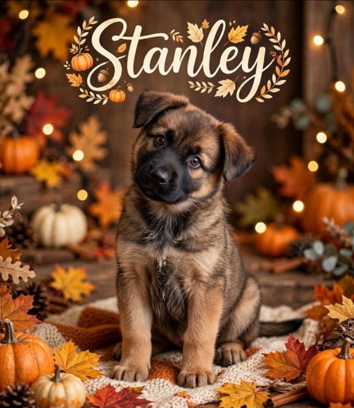Photo of Stanley, adoptable Labrador Retriever in Newark, Delaware