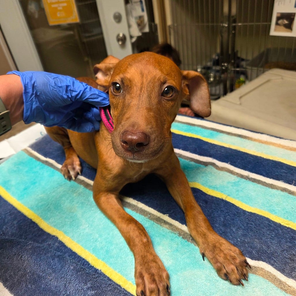 Photo of Acorn, adoptable Mixed Breed (Medium) in Dallas, Texas