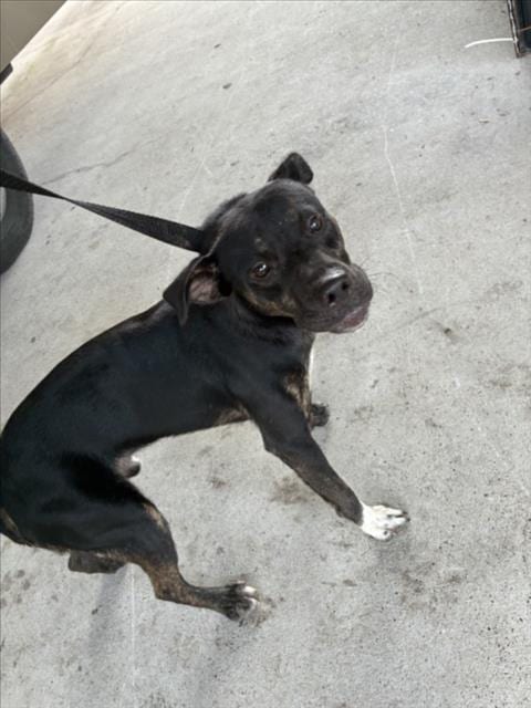 Photo of Nibblet, adoptable Pit Bull Terrier in Texas City, Texas