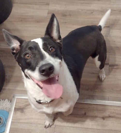 Photo of Rusty, adoptable Border Collie in Camden, South Carolina