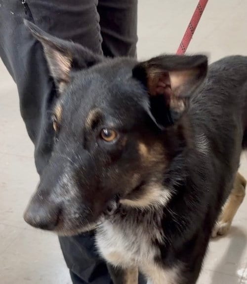 Photo of Fresno, adoptable German Shepherd Dog in Burnsville, North Carolina