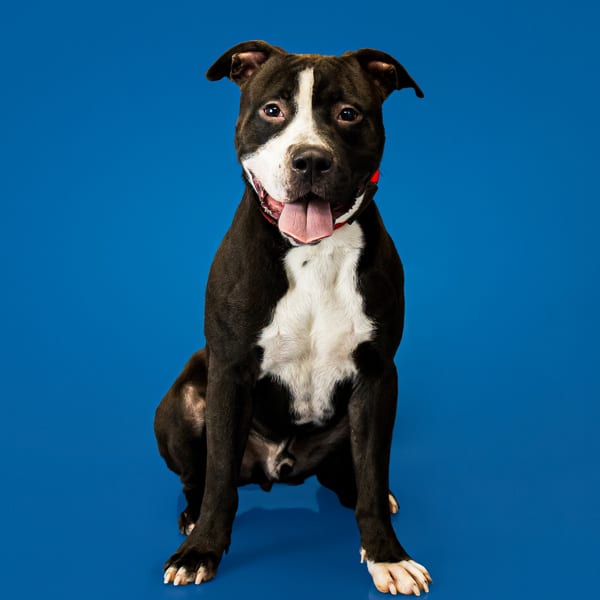 Photo of Sparky, adoptable Pit Bull cross in Lawrenceville, Georgia