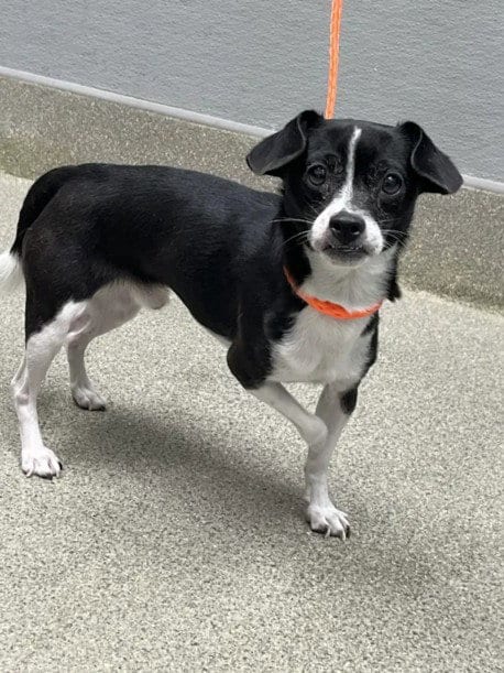 Photo of Bagel, adoptable Chihuahua in Las Vegas, Nevada