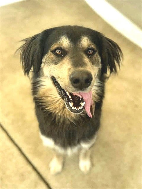 Photo of Gung Ho, adoptable Australian Shepherd in Sacramento, California