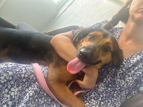 Photo of Penelope, adoptable Foxhound in Escondido, California
