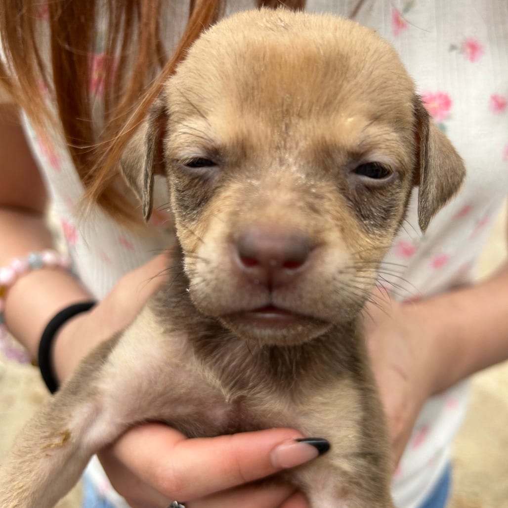 Photo of Dolly, adoptable Shepherd / Mix in San Antonio, Texas