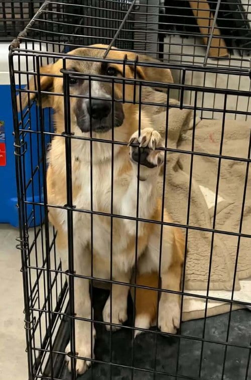 Photo of Zoinks Crew : Daphne, adoptable German Shepherd Dog in Aurora, Indiana