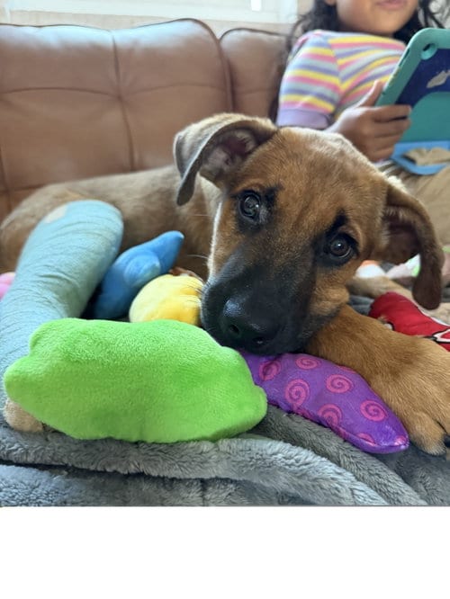 Photo of Gus, adoptable Unknown breed / mixed in ROSEVILLE, California