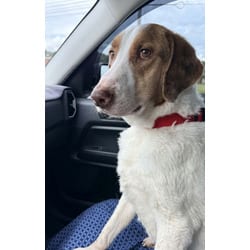 Photo of Teddy, adoptable Welsh Springer Spaniel in Medfield, Massachusetts