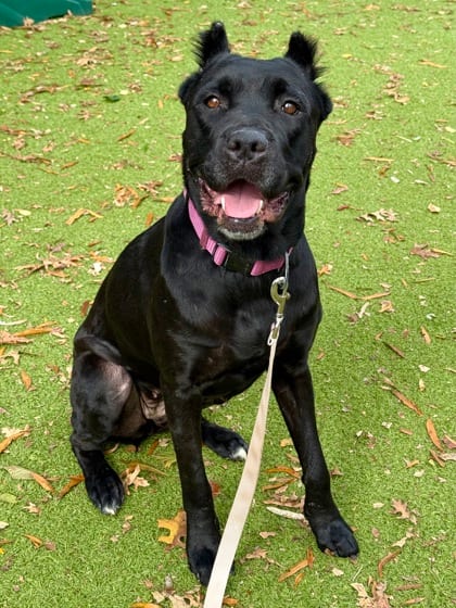Photo of Nutter Butter, adoptable dog in Baltimore, Maryland