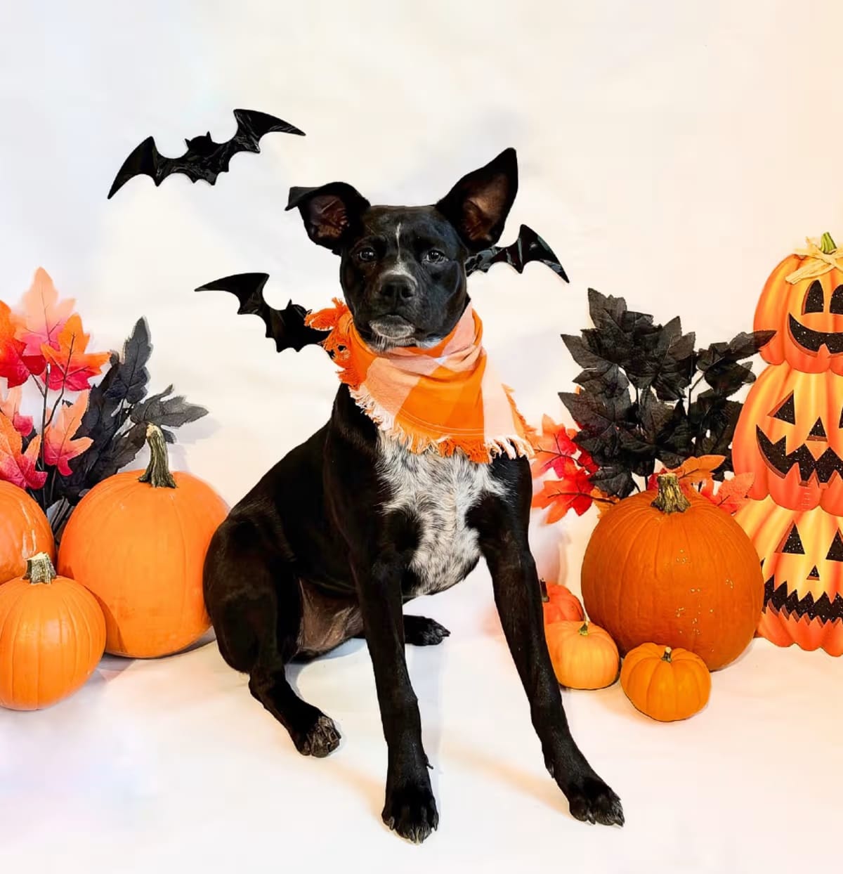 Photo of 812 (2026) Casey, adoptable Border Collie American Pit Bull Terrier in Parker, Colorado