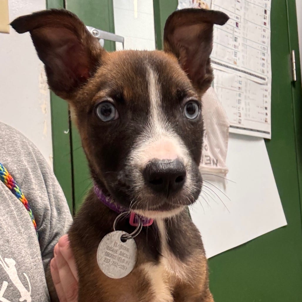 Photo of Archie, adoptable Mixed Breed (Medium) in Brookfield, Wisconsin