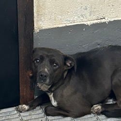 Photo of Chanel, adoptable American Pit Bull Terrier in Ringgold, Georgia