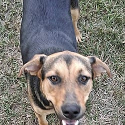 Photo of Rocket, adoptable Rottweiler in East Hartford, Connecticut