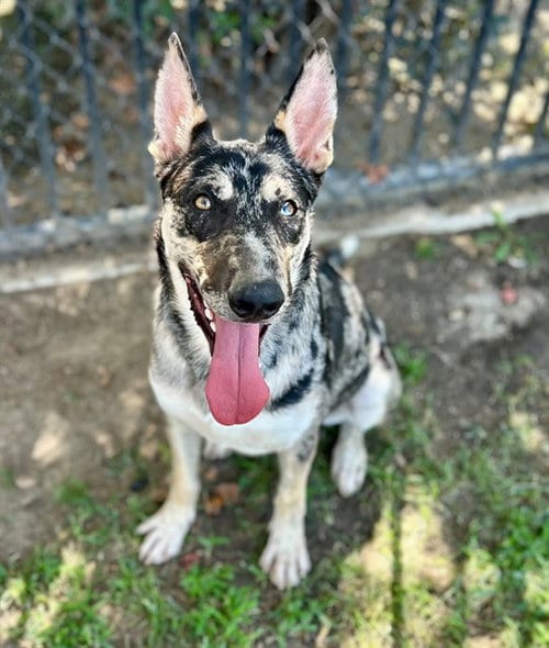 Photo of Fella, adoptable Australian Cattle Dog/Blue Heeler in Riverside, California