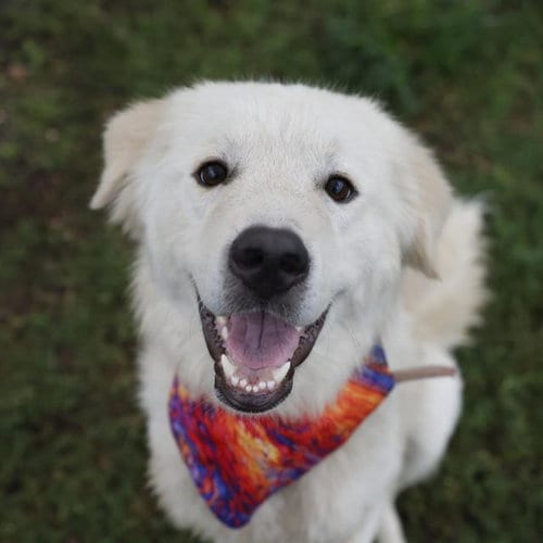 Photo of Odysseus, adoptable Great Pyrenees in San Antonio, Texas