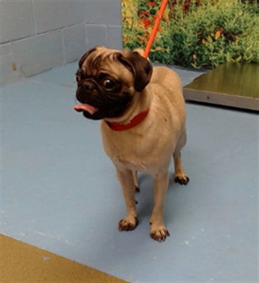 Photo of A554618, adoptable Pug in Moreno Valley, California