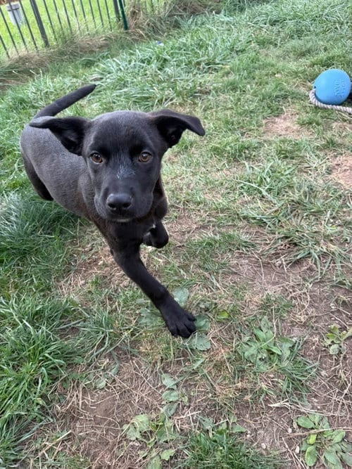 Photo of Radley, adoptable Labrador Retriever in Germantown, Ohio