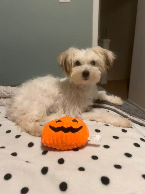 Photo of Horchata, adoptable Poodle (Miniature) in Pacifica, California