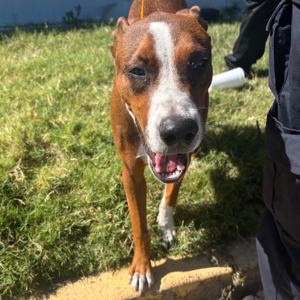 Photo of Mater, adoptable dog