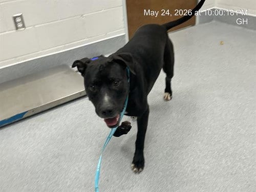 Photo of Rigby, adoptable American Pit Bull Terrier in Ocala, Florida