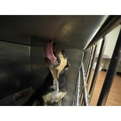 Photo of Fiona, adoptable American Pit Bull Terrier in Baton Rouge, Louisiana