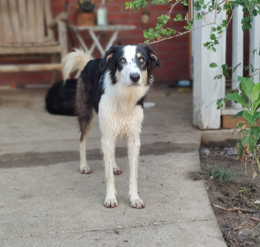 Photo of Gem, adoptable Border Collie in Texas
