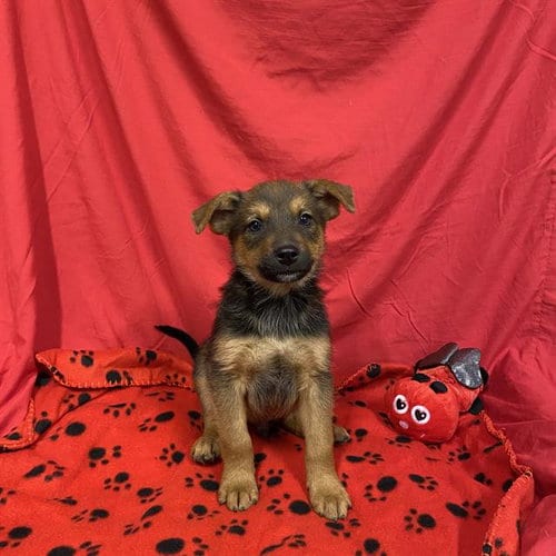 Photo of A614700, adoptable Australian Cattle Dog/Blue Heeler in Modesto, California