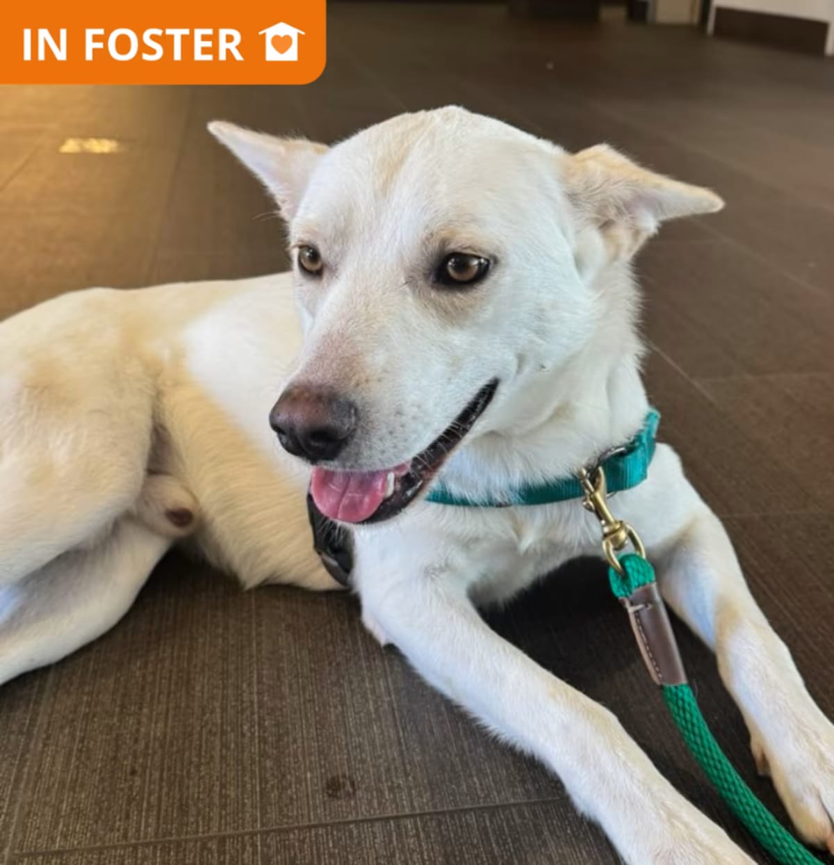 Photo of Gucci, adoptable Husky/Mixed Breed (Medium) in Los Angeles, California