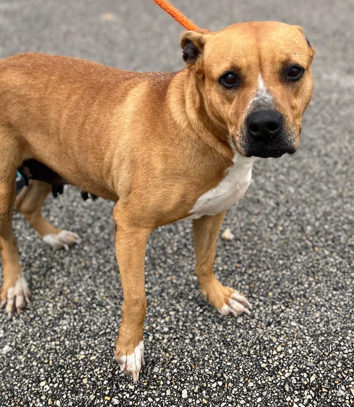 Photo of Ginger, adoptable American Pit Bull Terrier in Kempner, Texas