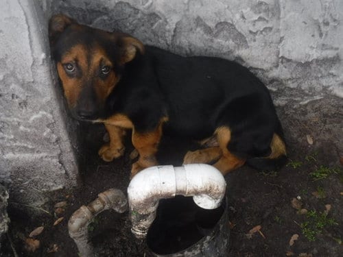 Photo of Knox, adoptable German Shepherd Dog in Miami, Florida
