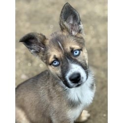 Photo of Stevie, adoptable Mixed Breed (Medium) in Fresno, California