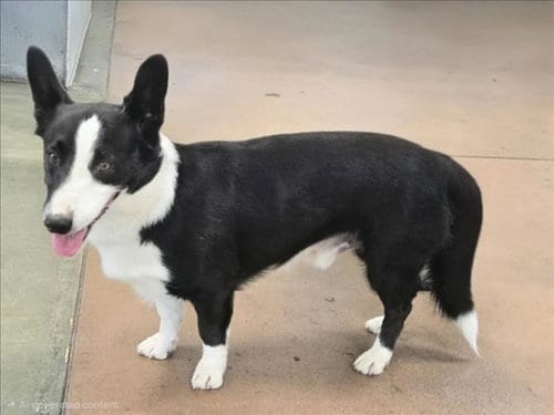 Photo of Starsky, adoptable Pembroke Welsh Corgi in Van Nuys, California
