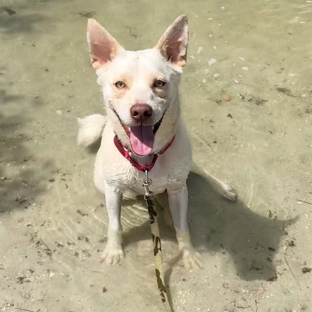 Photo of Pablo, adoptable dog in Palmetto, Florida