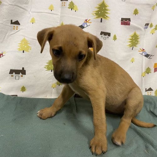 Photo of A614376, adoptable German Shepherd Dog in Modesto, California