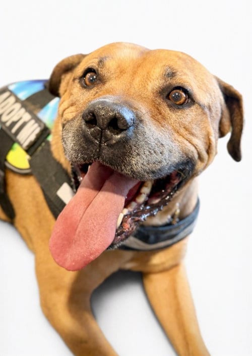 Photo of Champ the family dog, adoptable American Staffordshire Terrier in Phoenix, Arizona