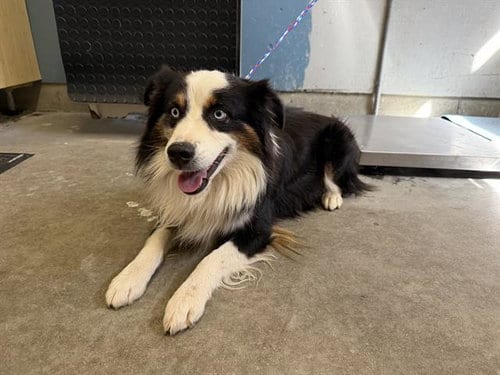 Photo of Peter, adoptable Australian Shepherd in Camarillo, California