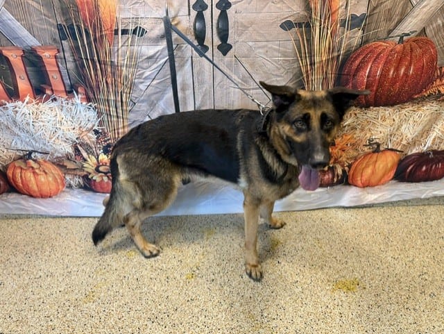 Photo of Dakota, adoptable German Shepherd Dog in Miami, Florida