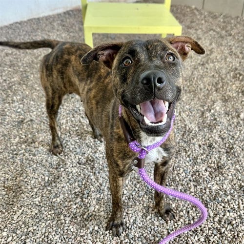 Photo of Felicity, adoptable American Pit Bull Terrier in Mesa, Arizona