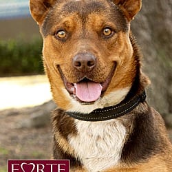 Photo of Canelo, adoptable Husky Australian Kelpie in Marina del Rey, California