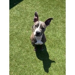 Photo of Boba, adoptable American Pit Bull Terrier in Baton Rouge, Louisiana