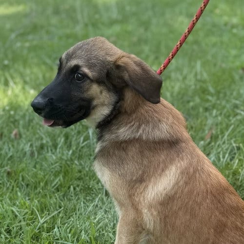 Photo of Ruffles, adoptable Shepherd in Yardley, Pennsylvania