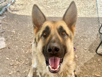 Photo of Hans, adoptable dog in Georgetown, Texas