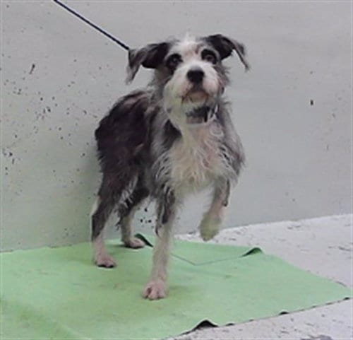 Photo of A2100983, adoptable Schnauzer in Houston, Texas