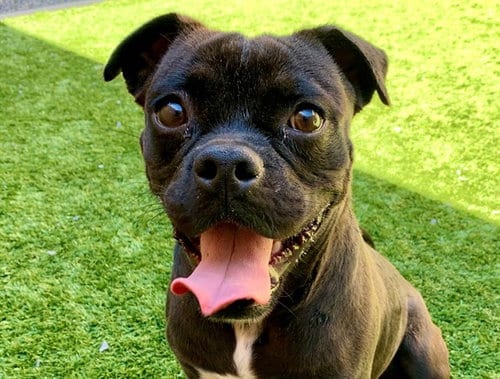 Photo of Blaine, adoptable Pug in Moreno Valley, California