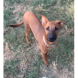 Photo of Amber, adoptable Belgian Malinois Labrador Retriever in Johnston, Rhode Island