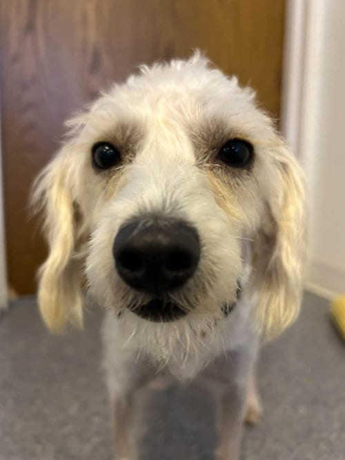 Photo of Pop, adoptable Schnauzer in Steeleville, Illinois