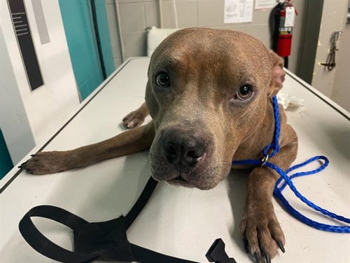Photo of Co-Jo, adoptable Pit Bull Terrier in Waco, Texas