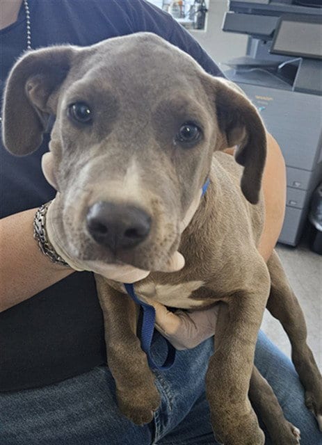 Photo of Jinxi, adoptable Pit Bull Terrier in Bakersfield, California